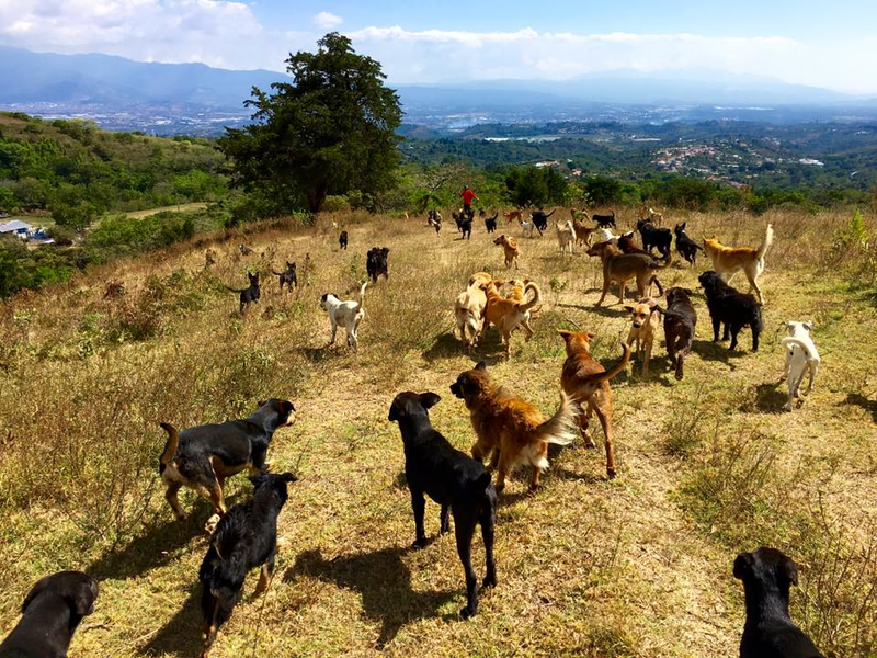Illustration for article titled El sorprendente refugio en el que viven en libertad 700 perros rescatados de la calle